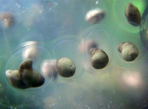 how are axolotls born.